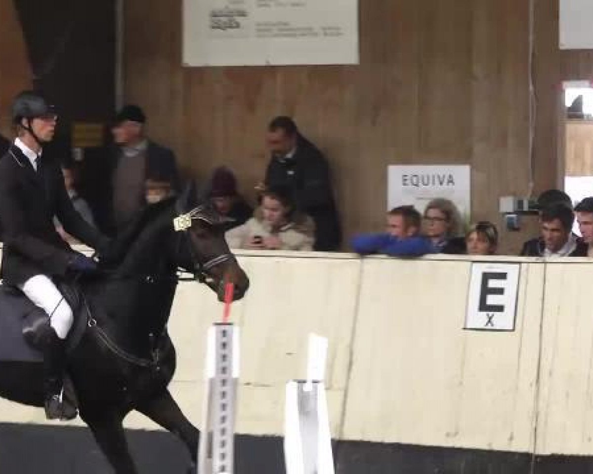 Springpferd Colorrado L (Deutsches Reitpferd, 2007, von Indoctro)