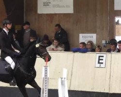 jumper Colorrado L (German Warmblood, 2007, from Indoctro)