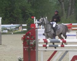 broodmare Letizia 41 (Oldenburg, 2005, from Weidehengst)