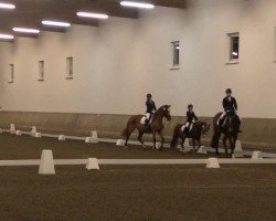 dressage horse Cindy 201 (Pony without race description, 1997, from Poldy)