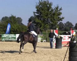 broodmare Zaragoza Dwerse Hagen (KWPN (Royal Dutch Sporthorse), 2004, from Hbc Regilio)