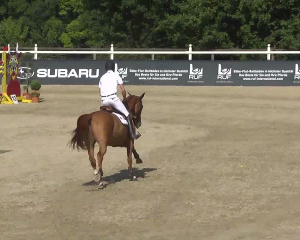 Springpferd VA Petit D'Hoogpoort (Belgisches Warmblut, 2005, von Nabab de Rêve)
