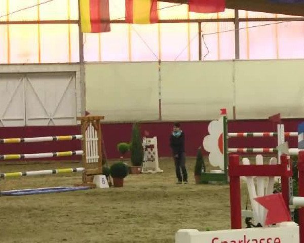 Springpferd Donar J (KWPN (Niederländisches Warmblut), 2003, von Thunder van de Zuuthoeve)