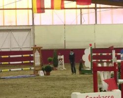 Springpferd Donar J (KWPN (Niederländisches Warmblut), 2003, von Thunder van de Zuuthoeve)