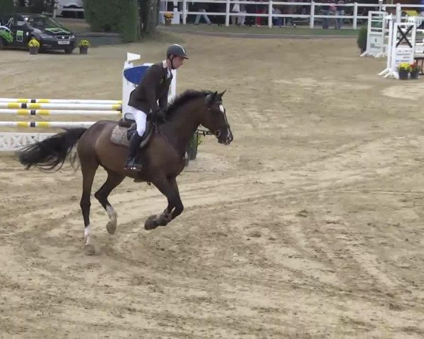 jumper Magic Horse Care's Star (Holsteiner, 2007, from Eurocommerce Caresino)