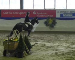 broodmare Daylight ST (Westphalian, 2007, from Don Lauredo)