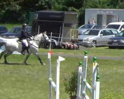 jumper Atros 2 (Hungarian Warmblood, 2003, from Acorn)