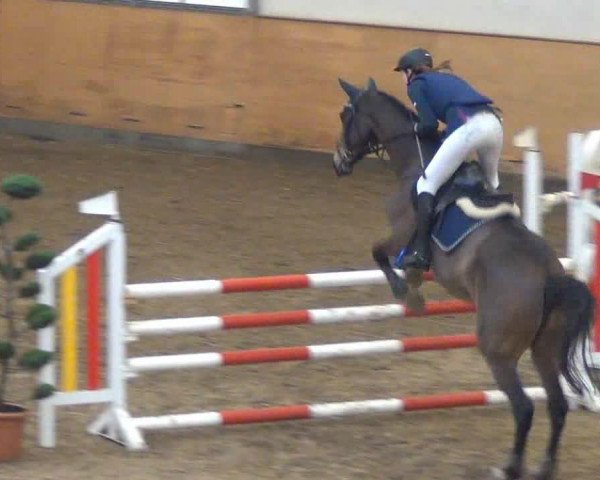 broodmare Zsa Zsa 10 (Holsteiner, 2007, from Carentan)