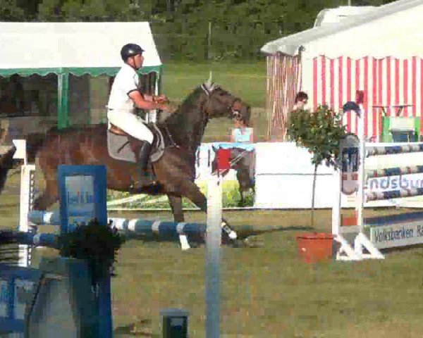 jumper Zerdi (Holsteiner, 2007, from Cormint)