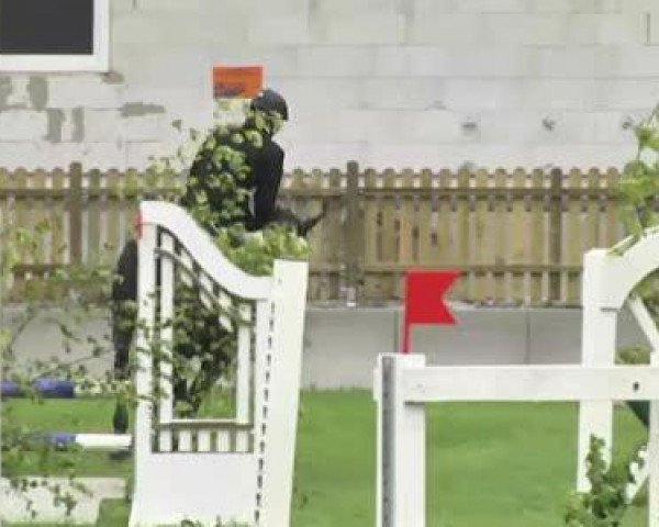 dressage horse Frauenschwarm 6 (Trakehner, 2008, from Betel xx)