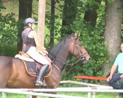 Zuchtstute Carlota (Deutsches Sportpferd, 2007, von Lagazoui)