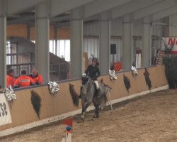 jumper Caeser 3 (Oldenburg show jumper, 2008, from Cassiano)