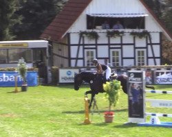 Springpferd Sir John 20 (Westfale, 2001, von Sir Schölling)
