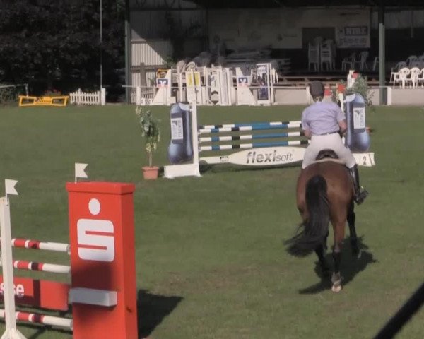 Springpferd Charly 1493 (Hannoveraner, 2007, von Chequille 2)