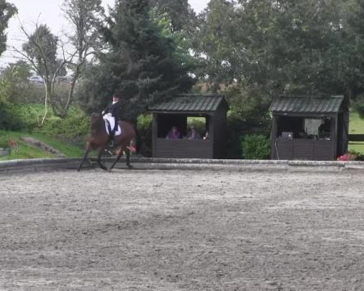 Dressurpferd Hofmarschall 3 (Westfale, 2007, von Hotline)