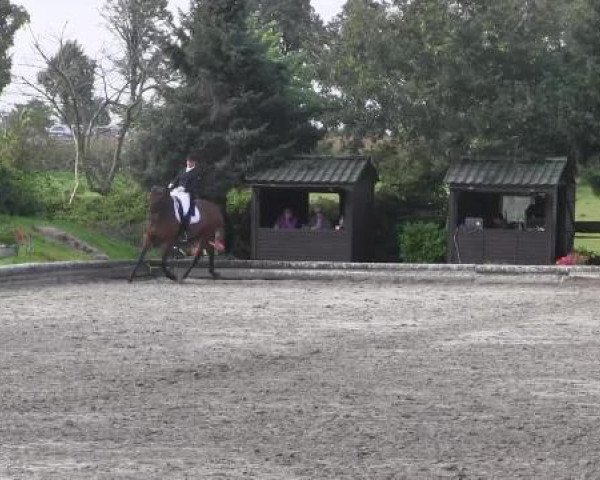Dressurpferd Hofmarschall 3 (Westfale, 2007, von Hotline)