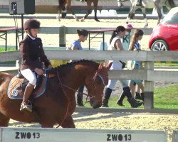 Springpferd Arnold 38 (Deutsches Reitpferd, 2006, von Acadius)