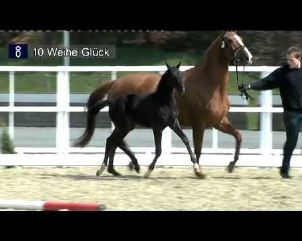 Zuchtstute Weihe Glück (Oldenburger, 2012, von Totilas)