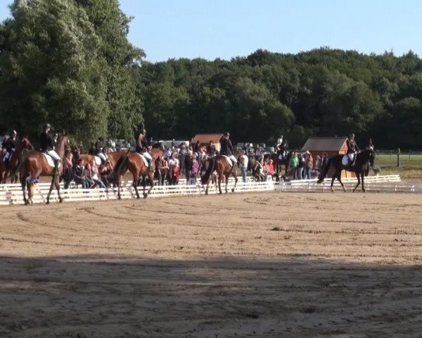 Springpferd Champ de Courses (Hannoveraner, 2006)
