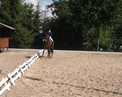 dressage horse Let's Dance (Westphalian, 2008, from Lord Loxley I)