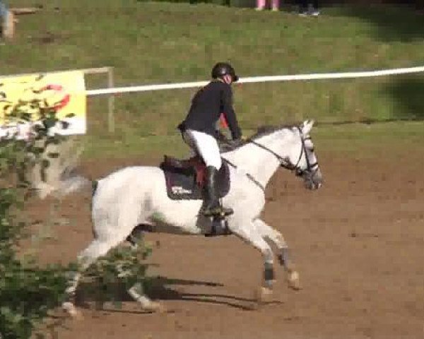 Springpferd Quinn 18 (Holsteiner, 2007, von Quintero)
