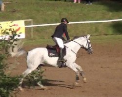 jumper Quinn 18 (Holsteiner, 2007, from Quintero)