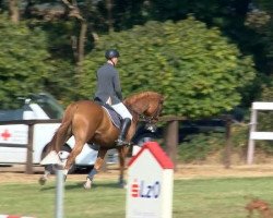 jumper Qui Dit Mieux (Selle Français, 2004, from Experio)