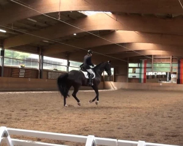 Dressurpferd Rhomualdo (Hannoveraner, 2007, von Rascalino)