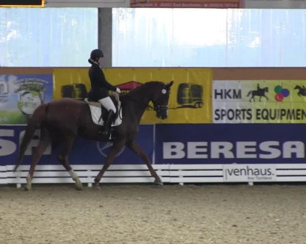 dressage horse Loretta M. (Hanoverian, 2008, from Londonderry)