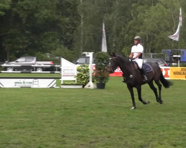 Springpferd Dilara 10 (KWPN (Niederländisches Warmblut), 2008, von Aeolus)