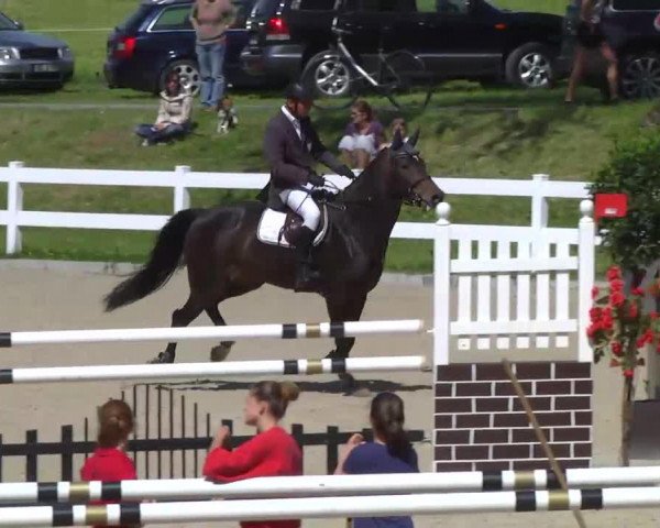 jumper Cara Mia (Oldenburg show jumper, 2008, from Casiro I)