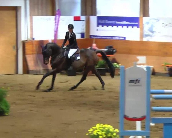 Springpferd Pionier B (Oldenburger Springpferd, 2007, von Pino)