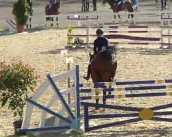 jumper Callisto IV (Westphalian, 2006, from Cayetano L)