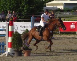 Springpferd Special Edition 3 (KWPN (Niederländisches Warmblut), 2004, von Saumur-O)