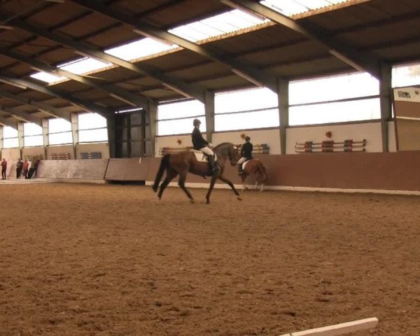 dressage horse Touch Wood 5 (German Riding Pony, 2005, from Top Pepino)