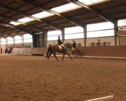 dressage horse Touch Wood 5 (German Riding Pony, 2005, from Top Pepino)