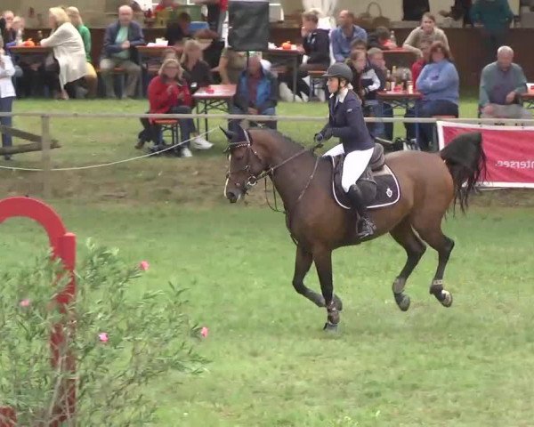 jumper Aida Xxvii (Westphalian, 2008, from Avec Coeur 6)