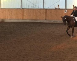 dressage horse Eddy go 2 (Westphalian, 2008, from Estobar NRW)