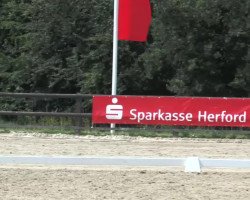 dressage horse Piccolino 87 (unknown, 2002)