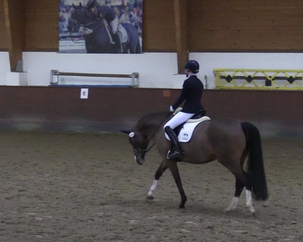 Reitturnier Buchholz in der Nordheide 2021