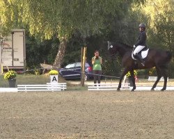 dressage horse Caruso BB (Württemberger, 2005, from Chapot)