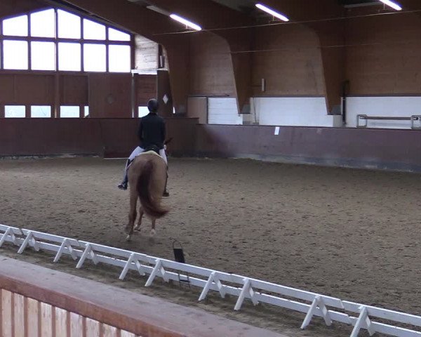 Reitturnier Buchholz in der Nordheide 2021