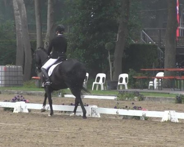 dressage horse Symera (Westphalian, 2008, from Sir Oldenburg)