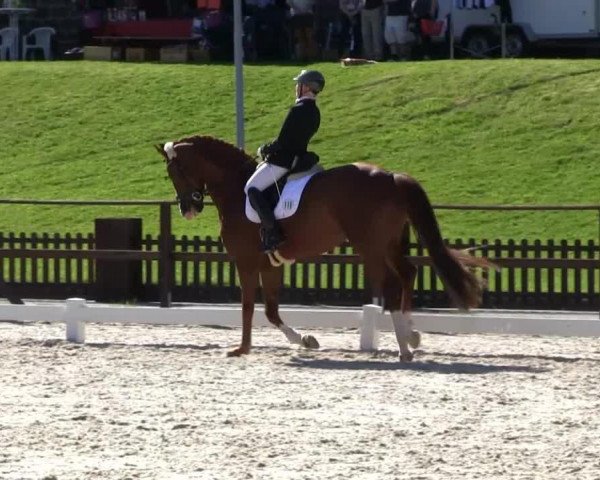 dressage horse Dumbledore 75 (Hanoverian, 2008, from Don Schufro)