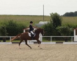 Dressurpferd Quimaximus (Westfale, 2008, von Quaterback)