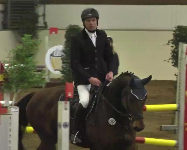 Cavallo da salto Quirin 26 (Oldenburger, 2007, di Quidam's Rubin)