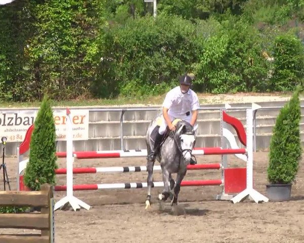 jumper Farah Diva 13 (Hessian Warmblood, 2008, from Fifty Cent)