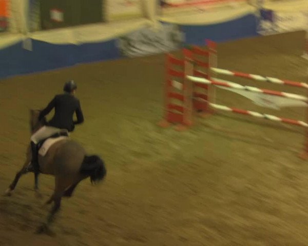 jumper Sgt. Pepper (Hanoverian, 2008, from Perigueux)