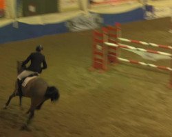 jumper Sgt. Pepper (Hanoverian, 2008, from Perigueux)