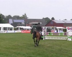 jumper Bruce Darnell S (Oldenburg, 2008, from Baloubet du Rouet)